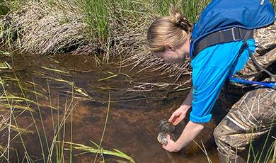 Kayla Keith handles a turtle while conducting field research in a wetland.